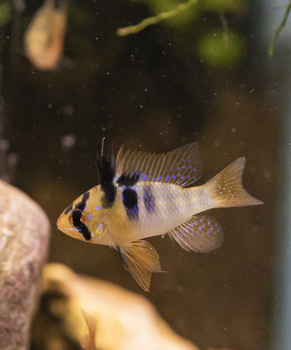 Schmetterlingsbuntbarsch / Mikrogeophagus ramirezi
