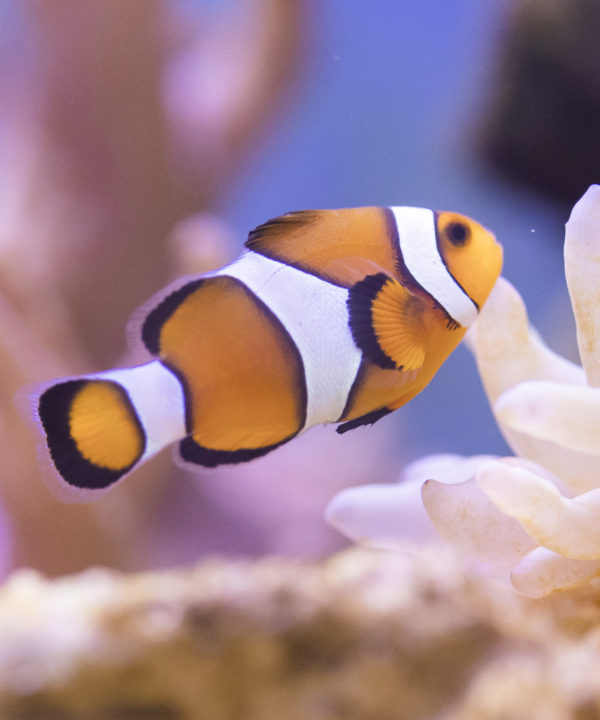 Falscher Clown - Anemonenfisch
