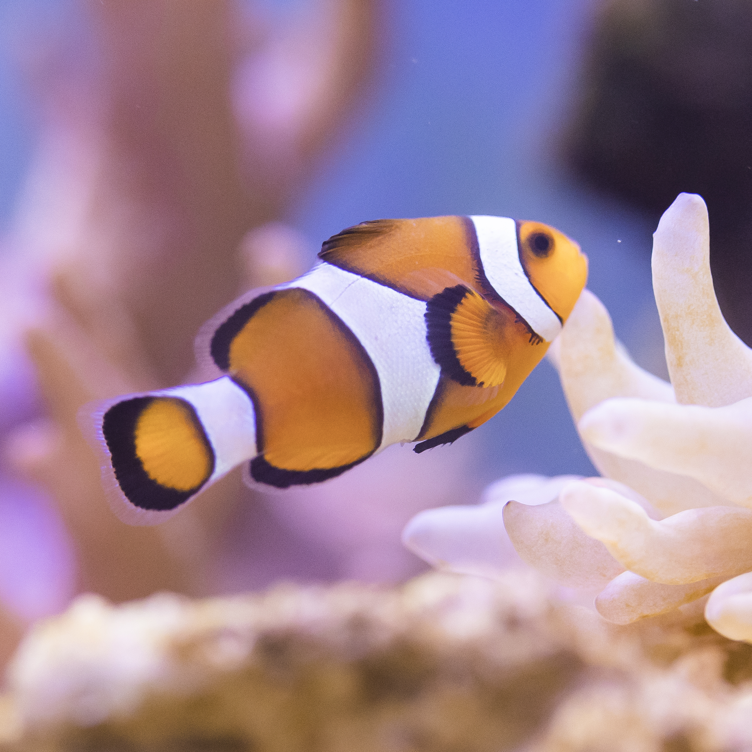 Falscher Clown - Anemonenfisch / Amphiprion ocellaris (Paar) - hierbeimir