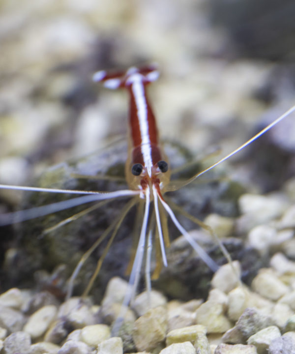 Weissbandputzergarnele / Lysmata amboinensis