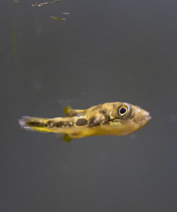 Erpsenkugelfisch / Monotetrus travancoricus