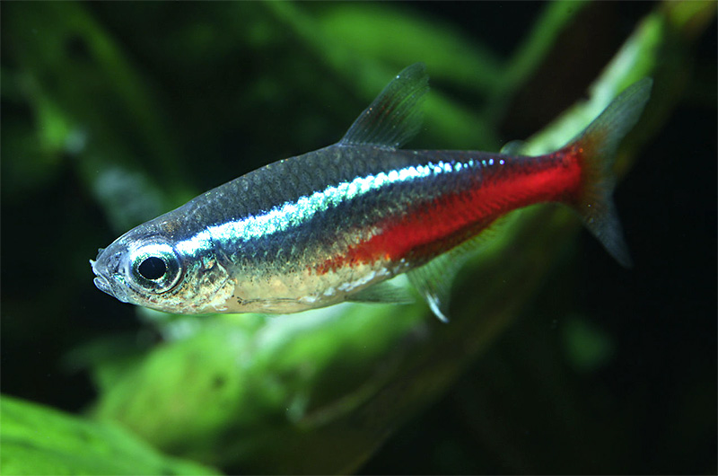 Neonsalmler